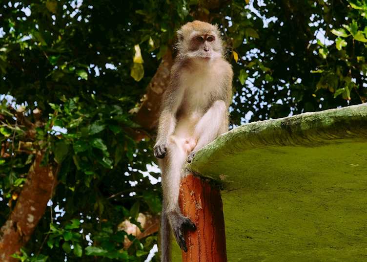 Monkey, Pangkor Island