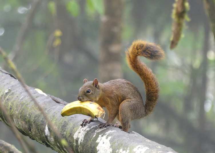 Brown Squirrel at Mashpi Lodge