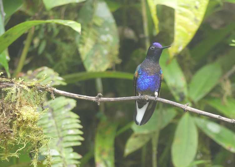 hummingbird at Mashpi