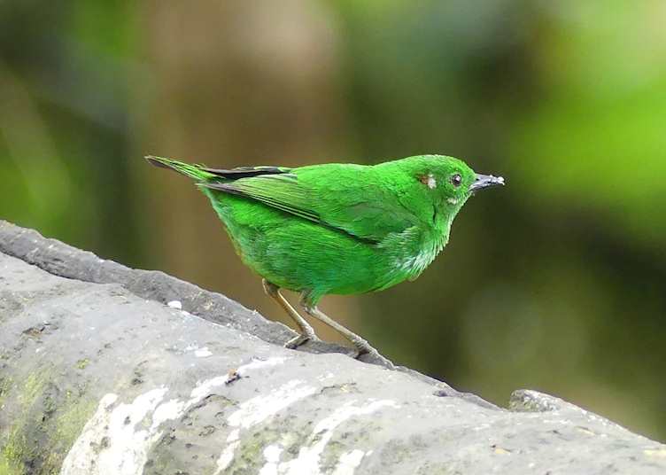 Glistening Tanager at Mashpi Lodge