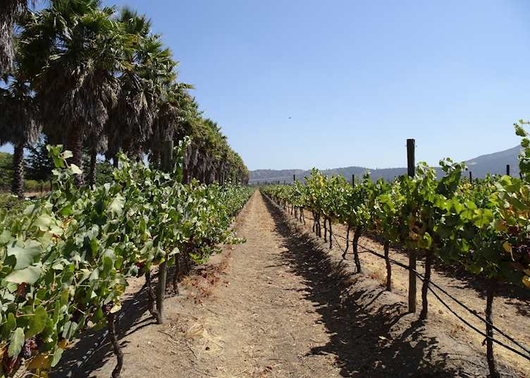 Vineyards in the Casablanca Valley