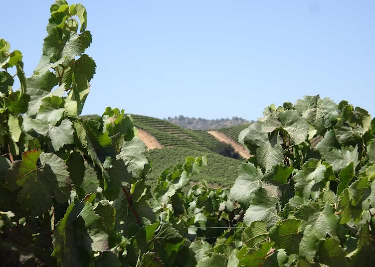 View from the vineyards of Casablanca Valley