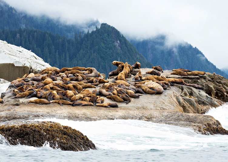 Lazy sea lions near Sitka, Alaska