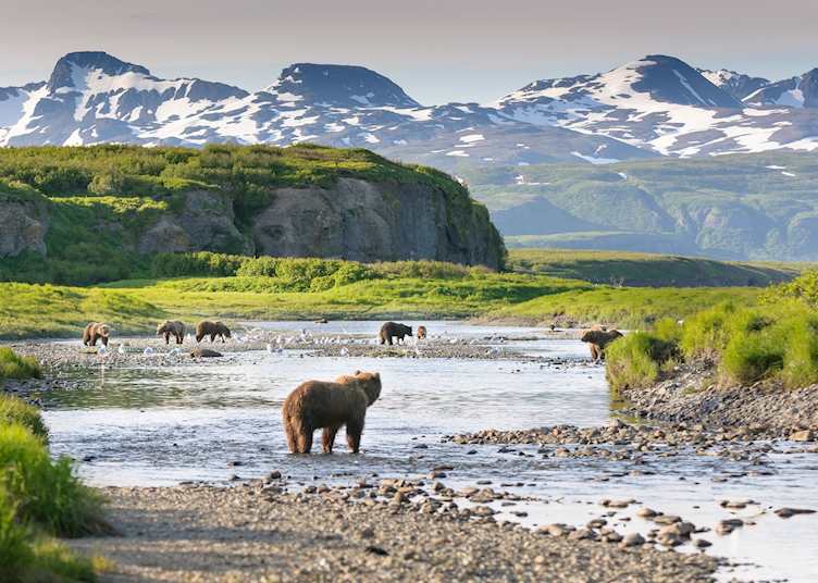Bears in Katmai National Park, Alaska