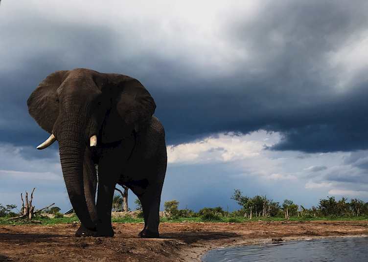 Elephant at a waterhole