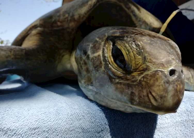 Turtle Rehabilitation Centre 