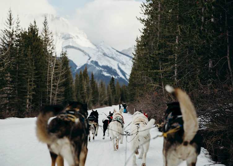 Dog-sledding near Whistler