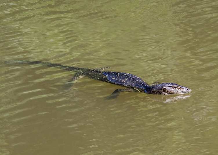 Monitor lizard in the Maliau Basin