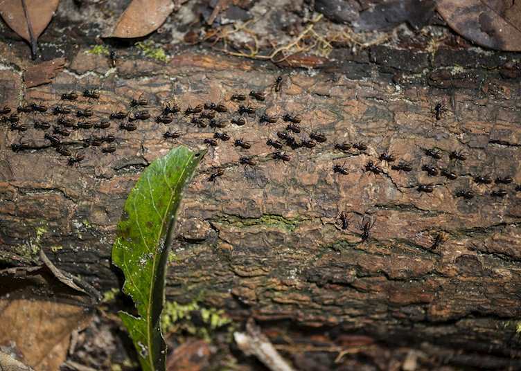 Termites, Tanjung Datu National Park