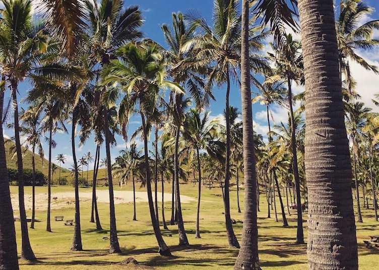 Anakena Beach palm trees