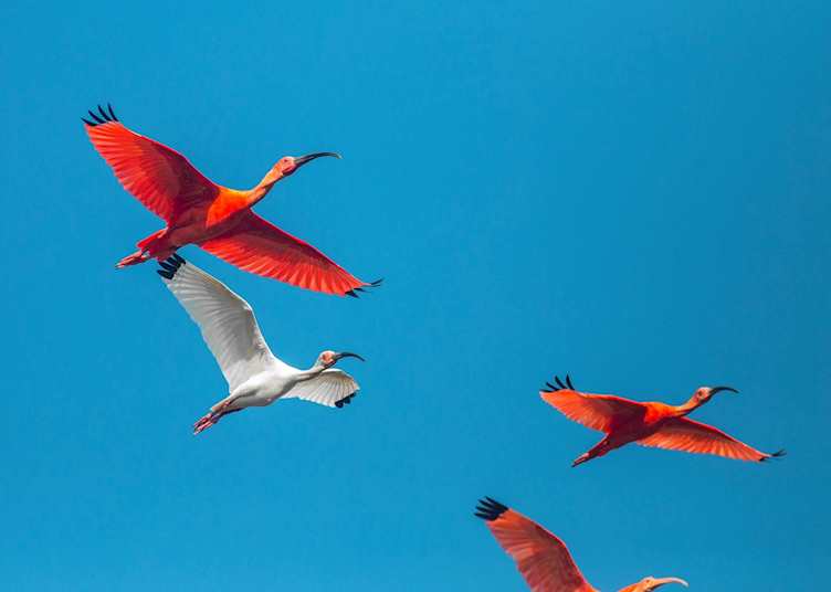 Scarlet ibis in flight