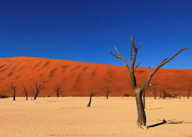 Petrified trees of Deadvlei