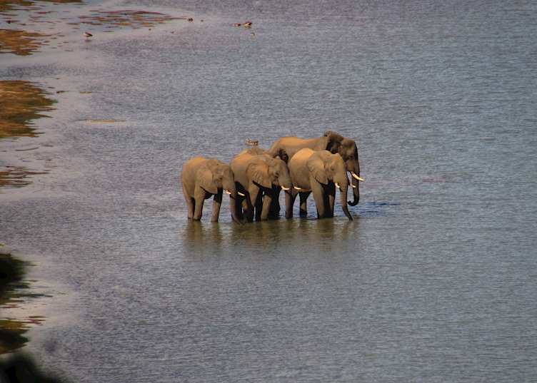 Elephants having a drink, Gonarezhou National Park, Zimbabwe