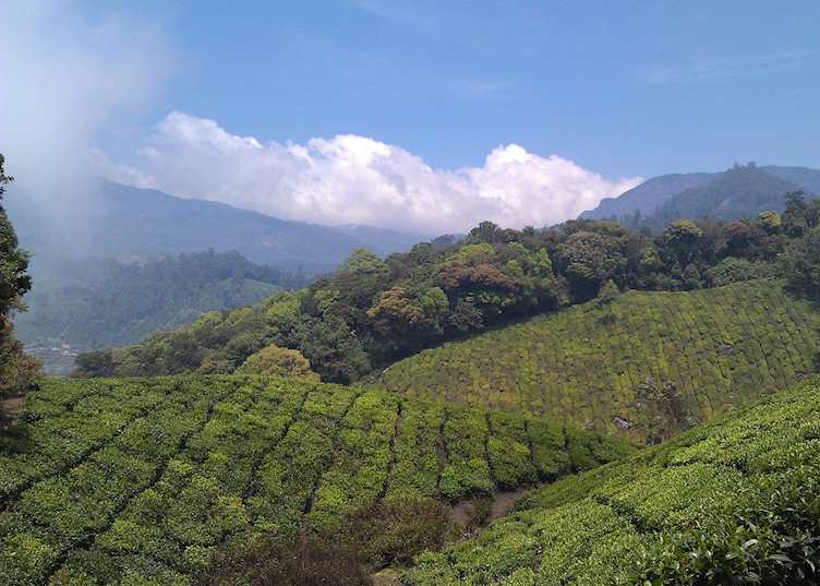 Yellapetty Tea Plantation 