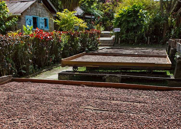 Cocoa Drying, Fond Doux Plantation & Resort, Saint Lucia