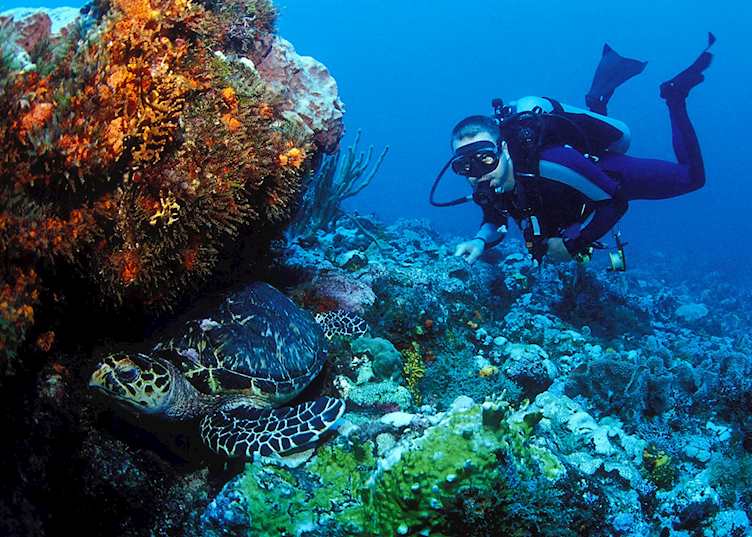 Turtle, Grenada diving, Grenada