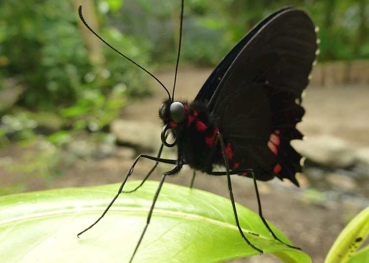 Butterfly Masphi Lodge Cloud Forest Ecuador