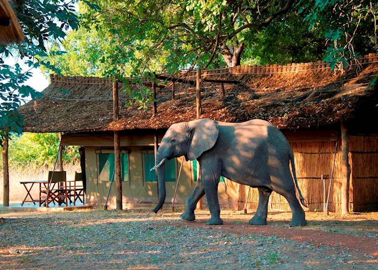 Flatdogs Camp, South Luangwa National Park
