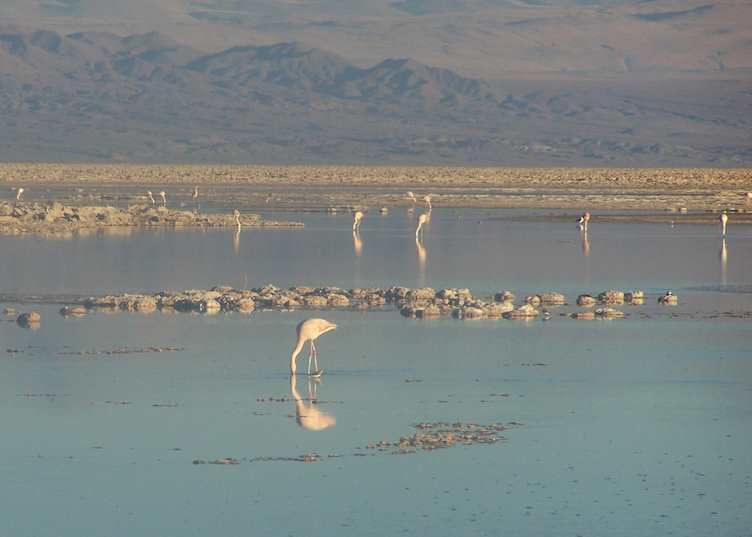Laguna Cejar and Salar de Atacama