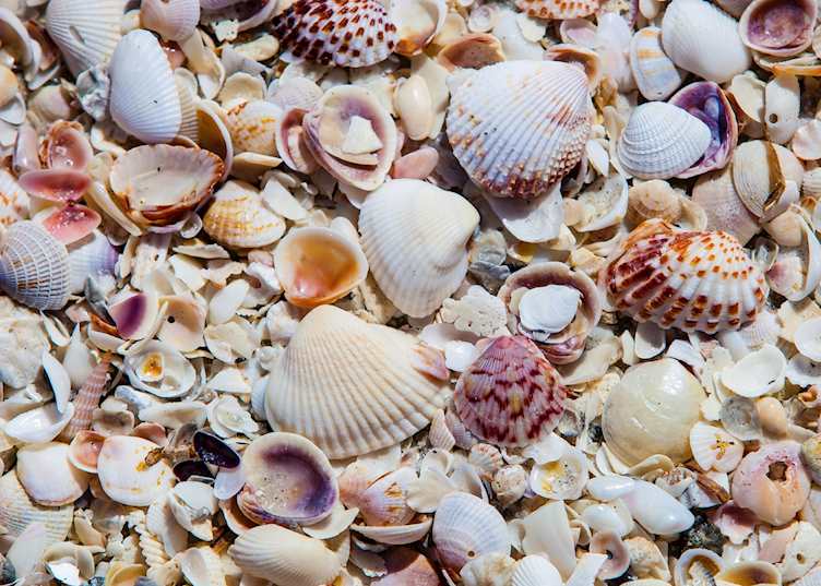 Seashells on Captiva Island, Florida