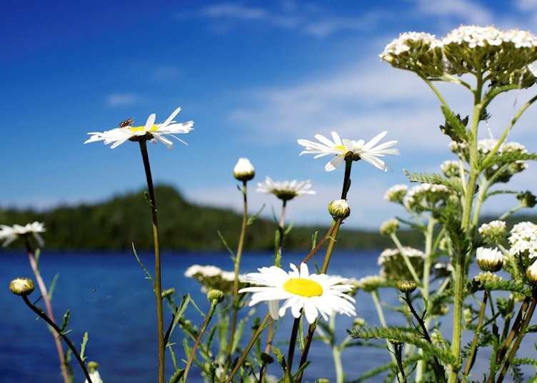 Isle Royale