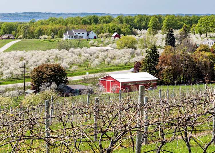 Cherry blossom outside Traverse City