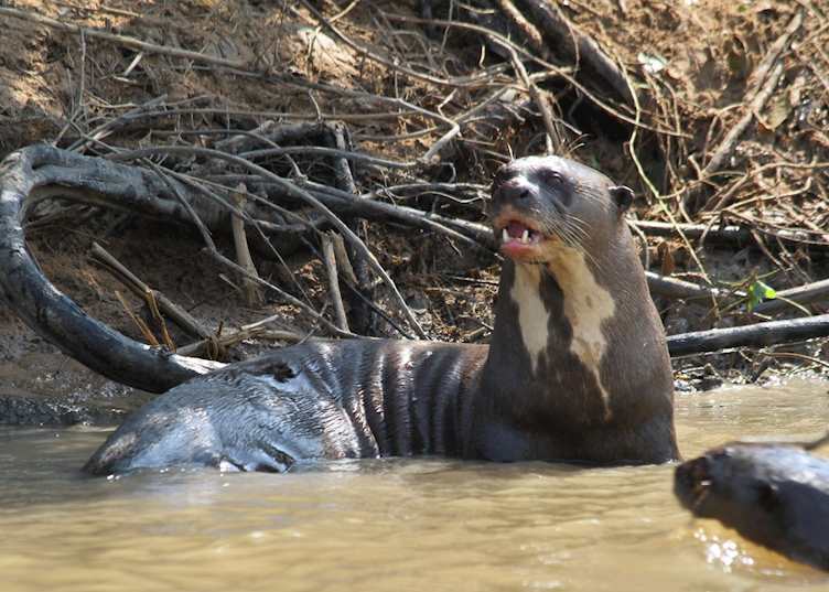 Giant river otter near Pousada Rio Mutum
