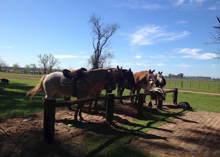 La Bamba Horses