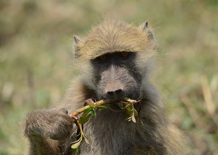 Baboon, Chobe River 