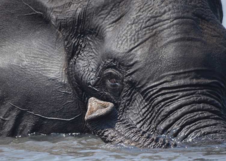 Elephant, Chobe River