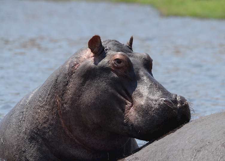 Hippo, Chobe River