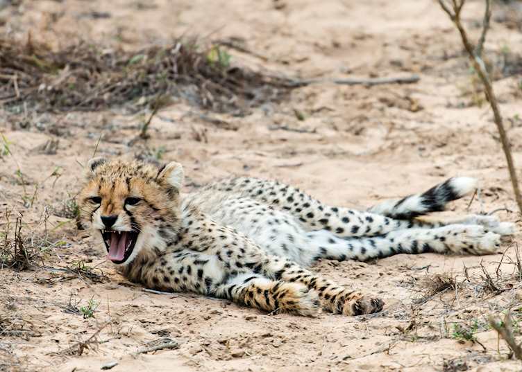Cheetah cub, Phinda Private Game Reserve
