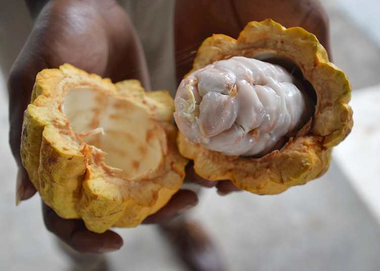 Cocoa Pod