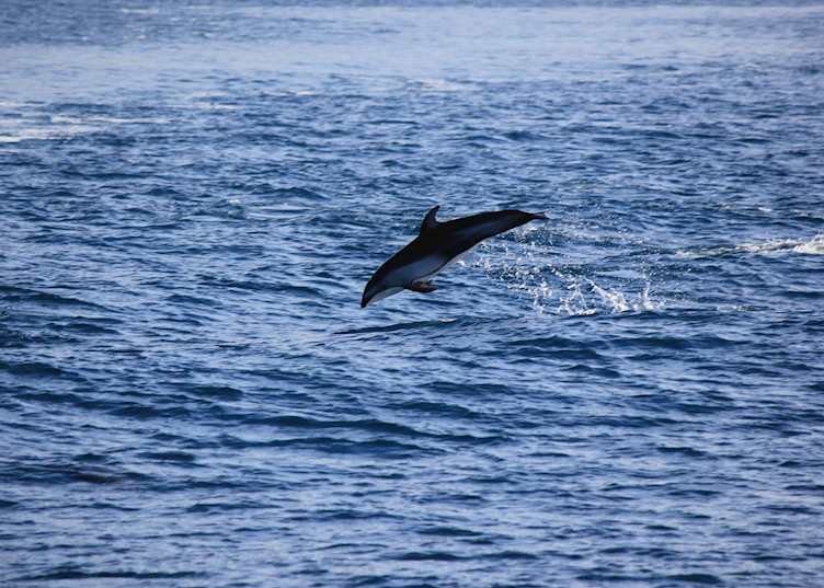 Shiretoko cape cruise