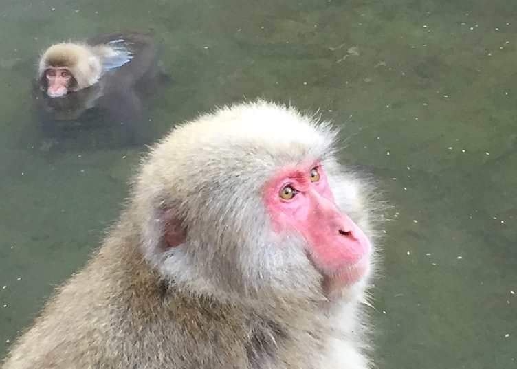 Yudanaka snow monkey
