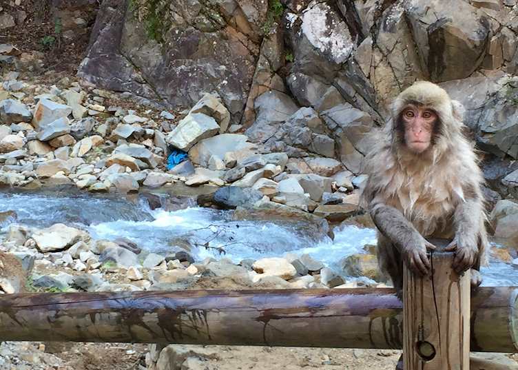 Yudanaka snow monkeys