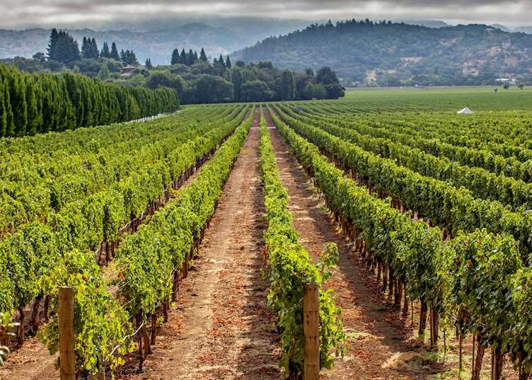Napa Valley vineyard