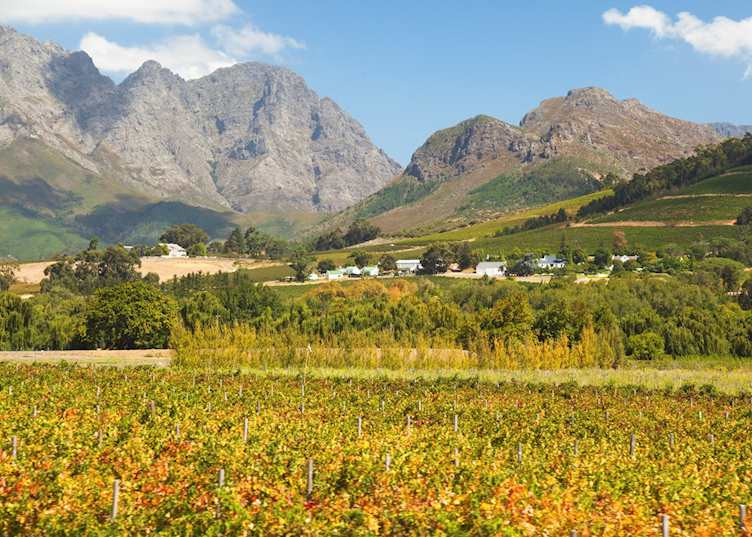 Franschhoek vineyards