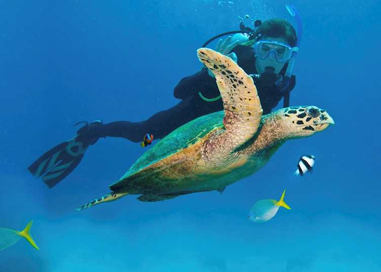 Diving in Great Barrier Reef, Australia