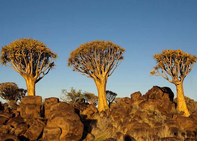Quiver Tree Forest, Central Kalahari