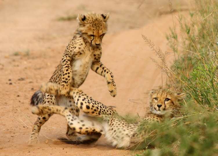 Game Viewing in Thornybush