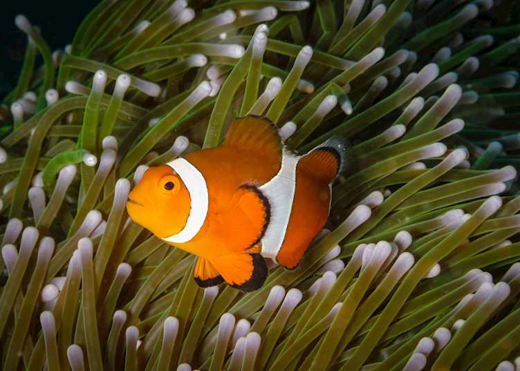 Scuba diving at Nihiwatu, Nihiwatu Resort, Pantai Nihiwatu