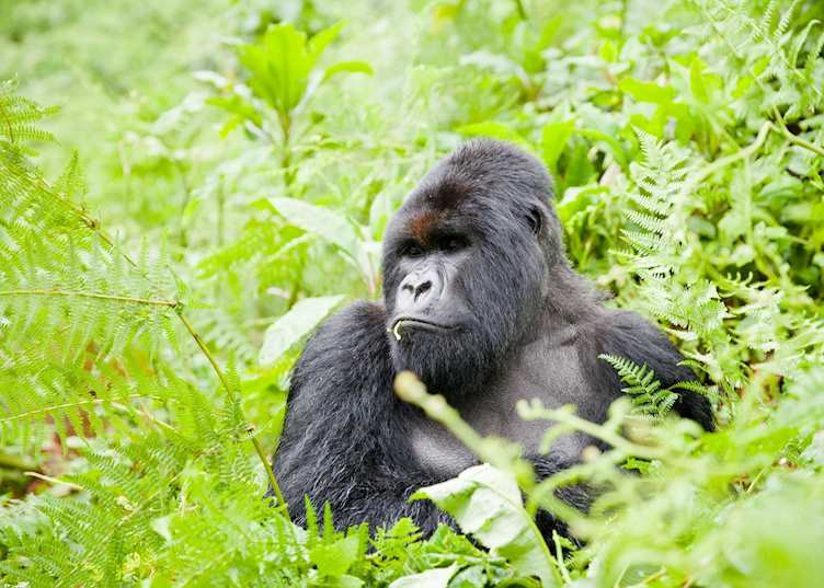 Alpha Silverback, Umubano Group, Volcanoes National Park, Rwanda