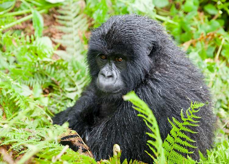 Black Back Mountain Gorilla, Umubano Group, Rwanda