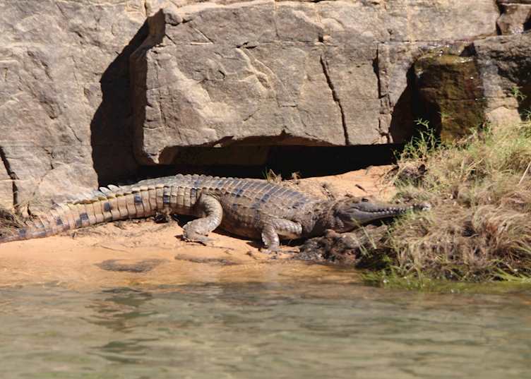 Crocodile at Katherine Gorge, NT