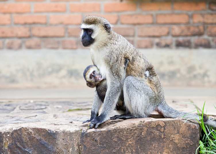 Mom and infant vervet monkeys at Nyungwe Forest National Park Headquarters