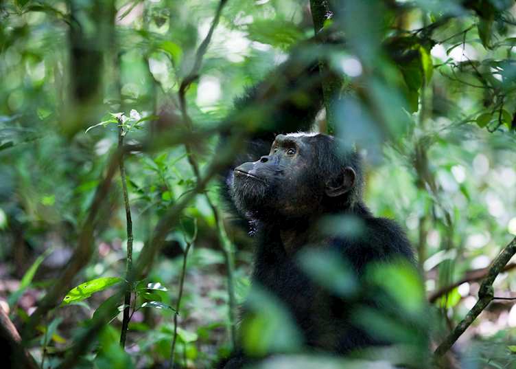 Male chimpanzee in Kibale Forest National Park, Uganda