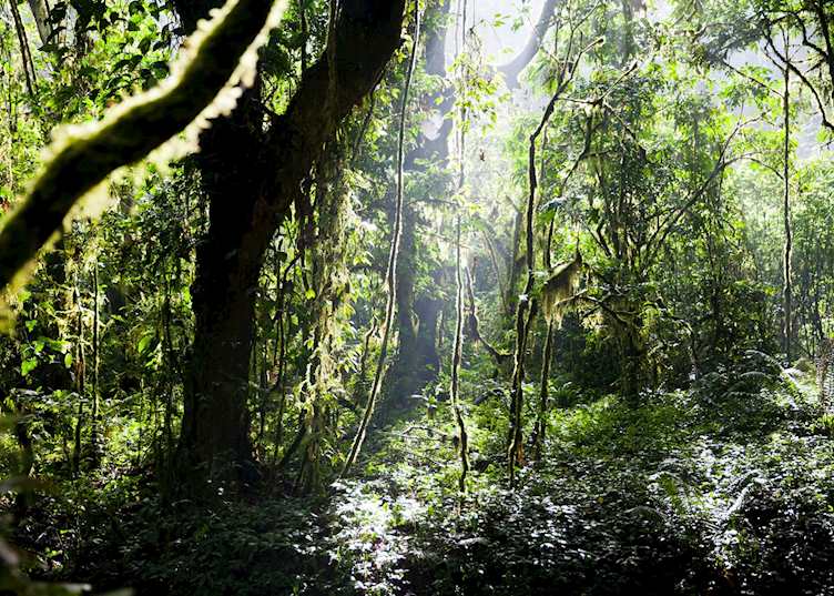 Bwindi Impenetrable Forest National Park