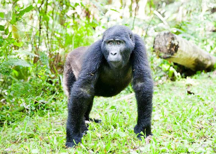 Gorilla in Bwindi Impenetrable Forest National Park