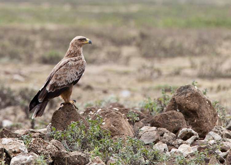 Tawny Eagle